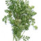 Cilantro Cilantro
